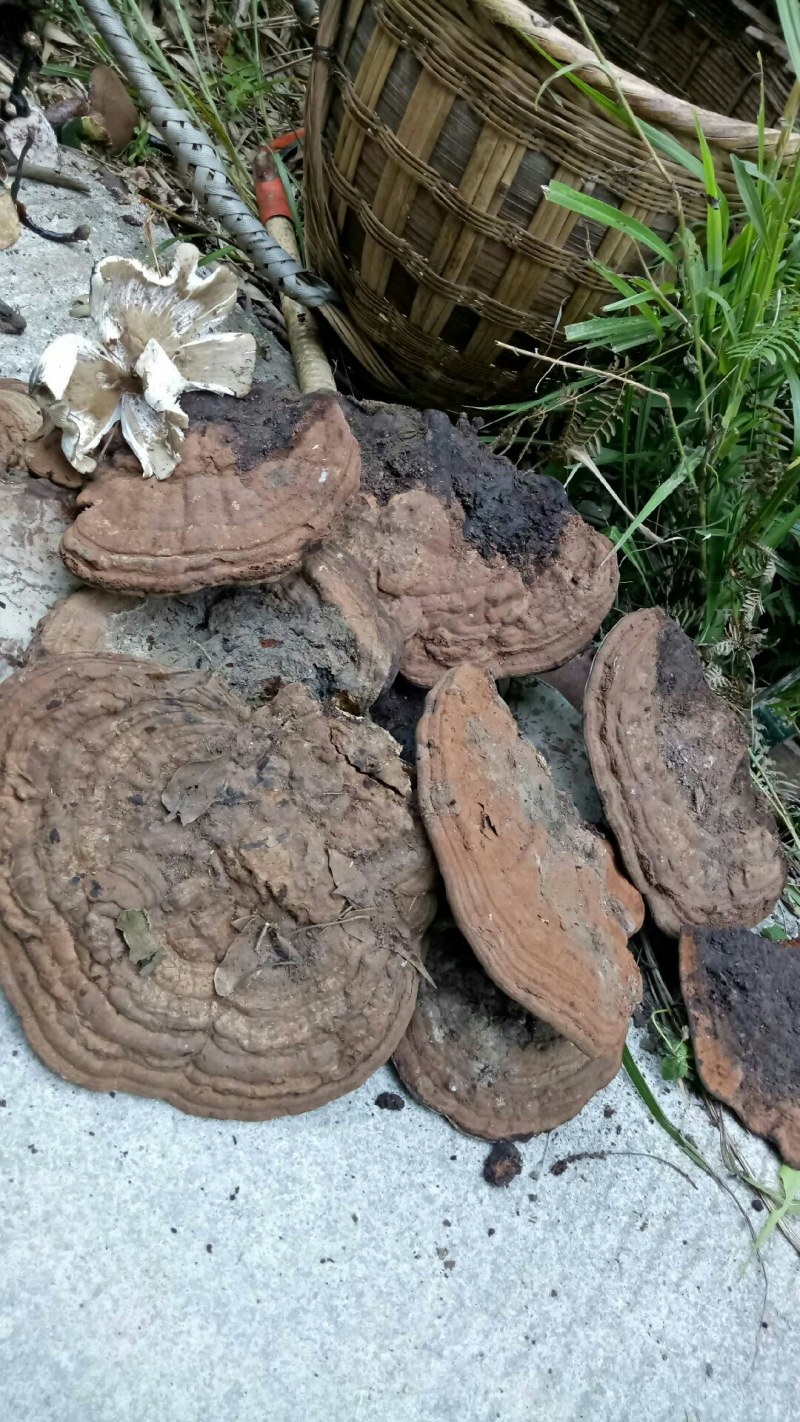 木灵芝是千年灵芝孢子粉