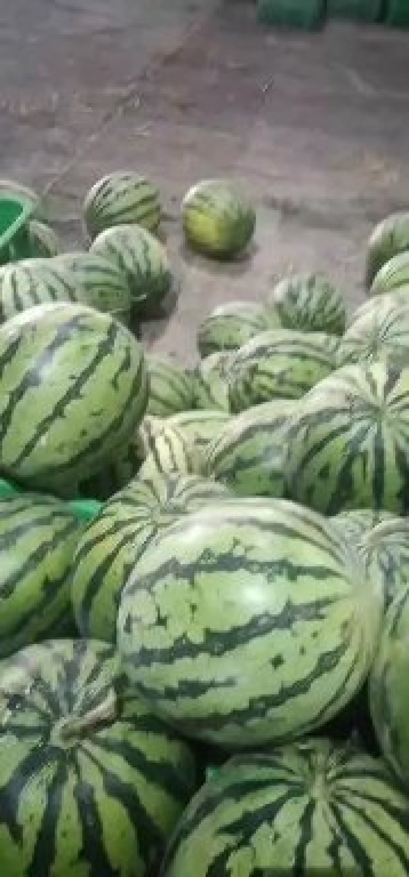 蒙阳十斤起甜王五毛保证质量