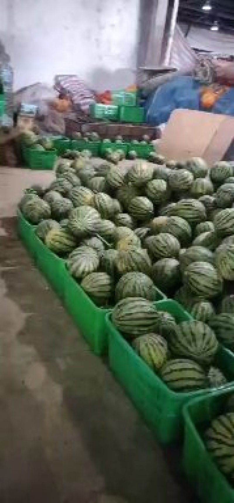 蒙阳十斤起甜王五毛保证质量