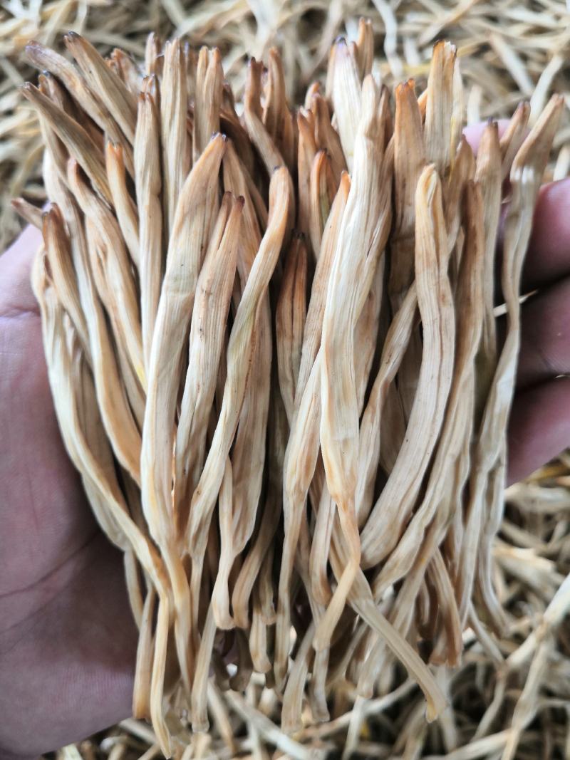 大荔黄花菜种苗，沙苑大白条精货，产地现挖现分特价精品