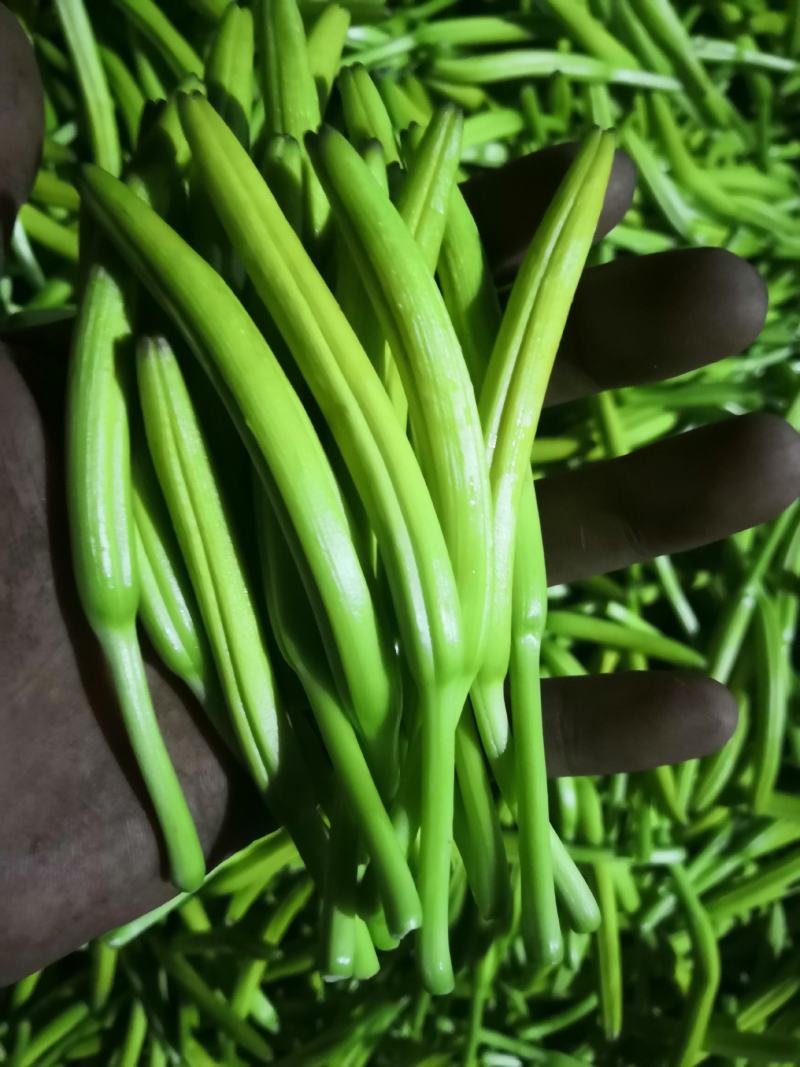 大荔黄花菜种苗，沙苑大白条精货，产地现挖现分特价精品
