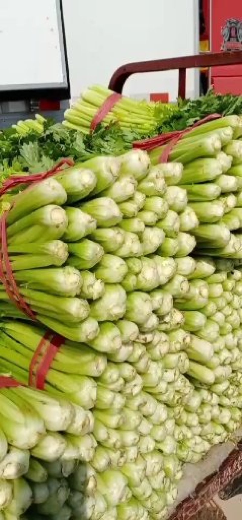 精品细颗大棚芹菜大量上市，要的老板赶紧订货