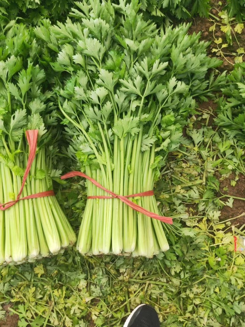 精品细颗大棚芹菜大量上市，要的老板赶紧订货