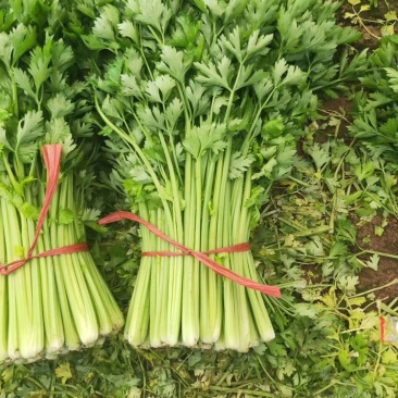 精品细颗大棚芹菜大量上市，要的老板赶紧订货