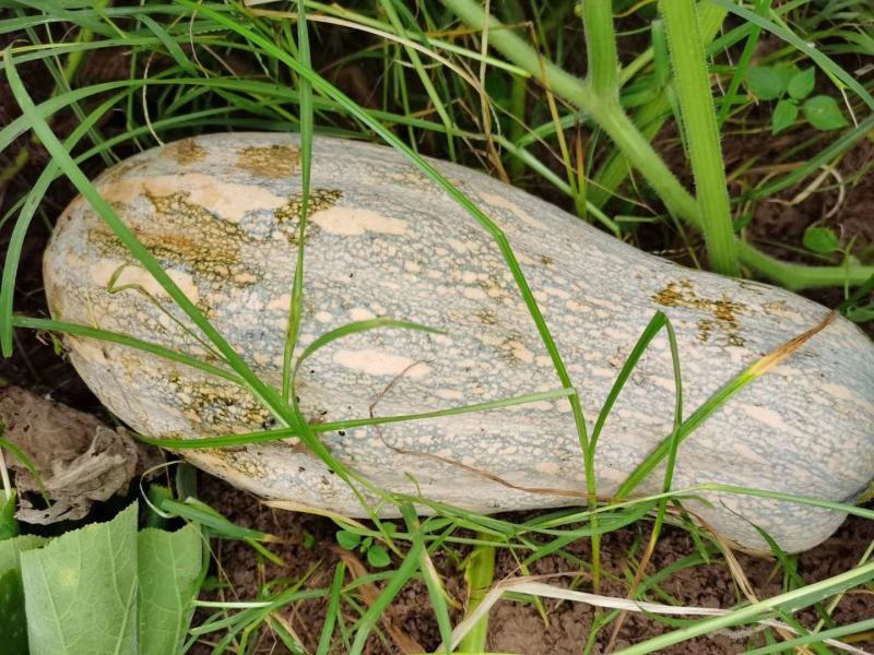 【精选】湖北蜜本南瓜产地直发直销一手货源欢迎联系洽谈