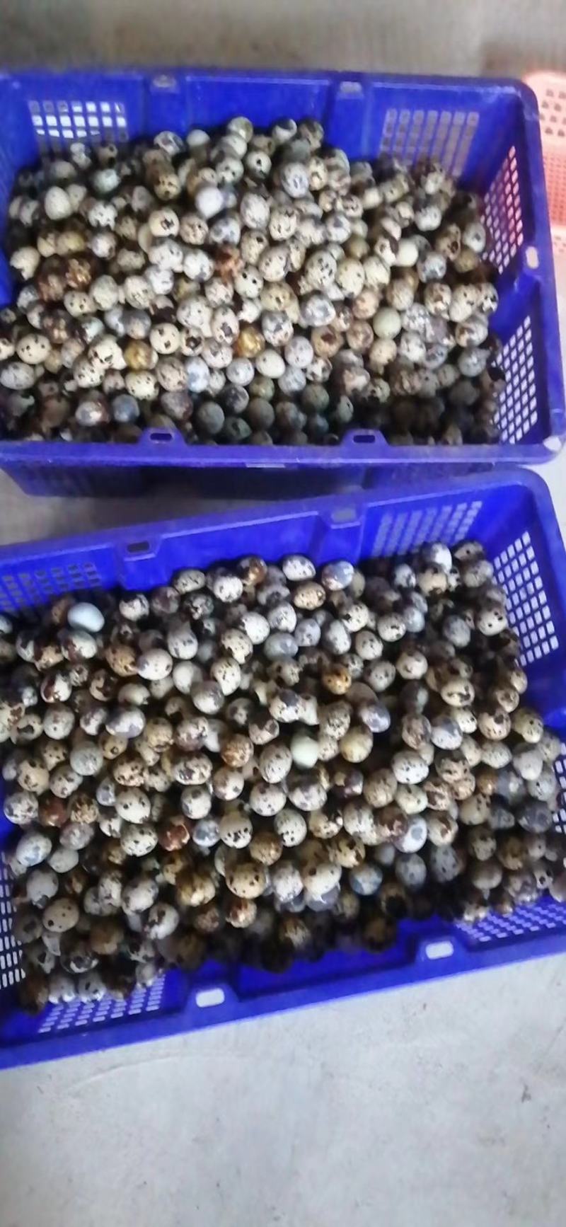 鹌鹑蛋