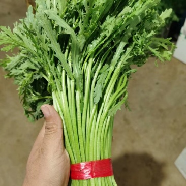精品优质茼蒿大量有货上市欢迎各位老板咨询
