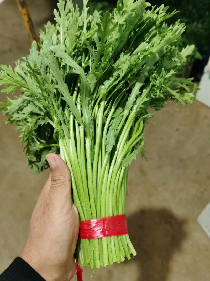 精品优质茼蒿大量有货上市欢迎各位老板咨询