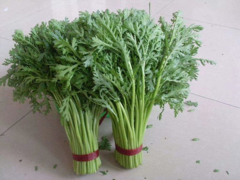 精品优质茼蒿大量有货上市欢迎各位老板咨询