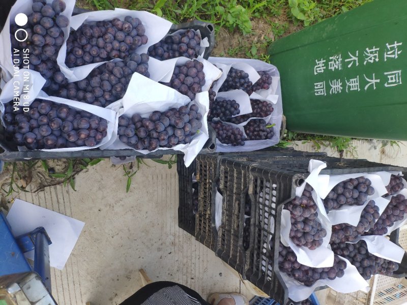 大量夏黑葡萄上市，需要的联系我