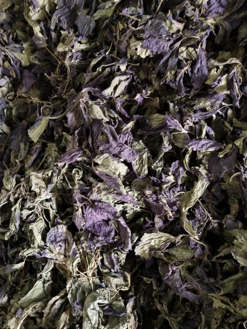 紫苏叶苏叶一手货源