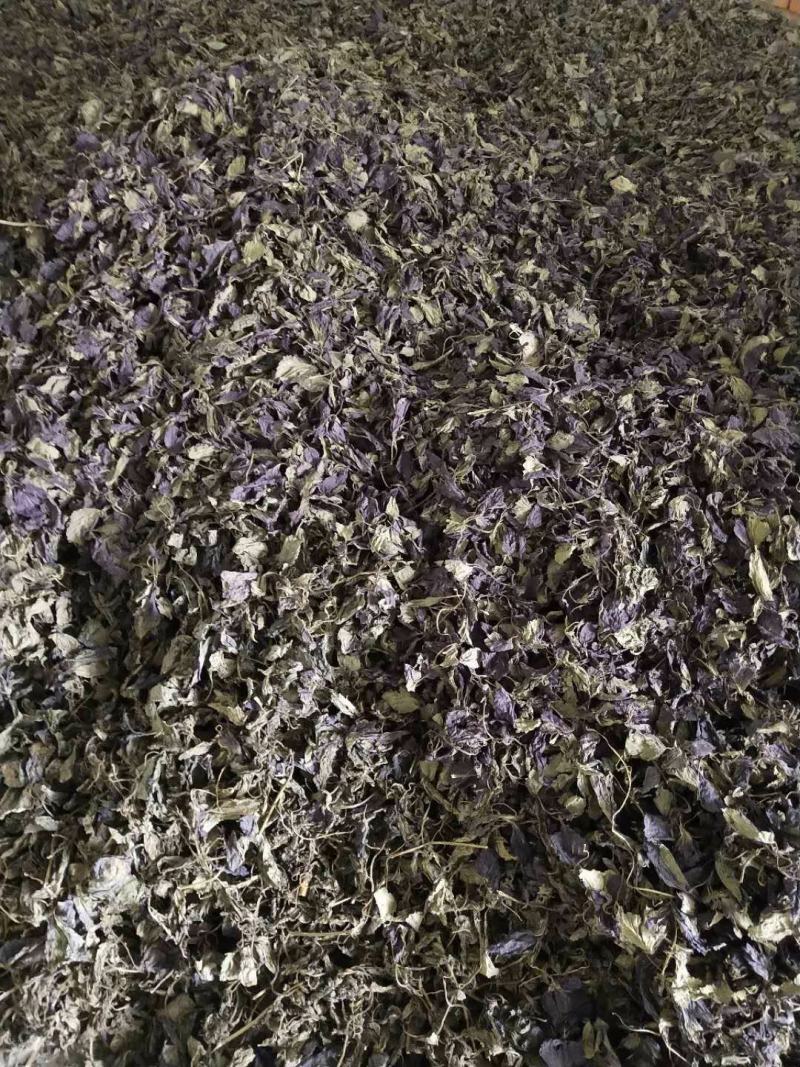 紫苏叶苏叶一手货源