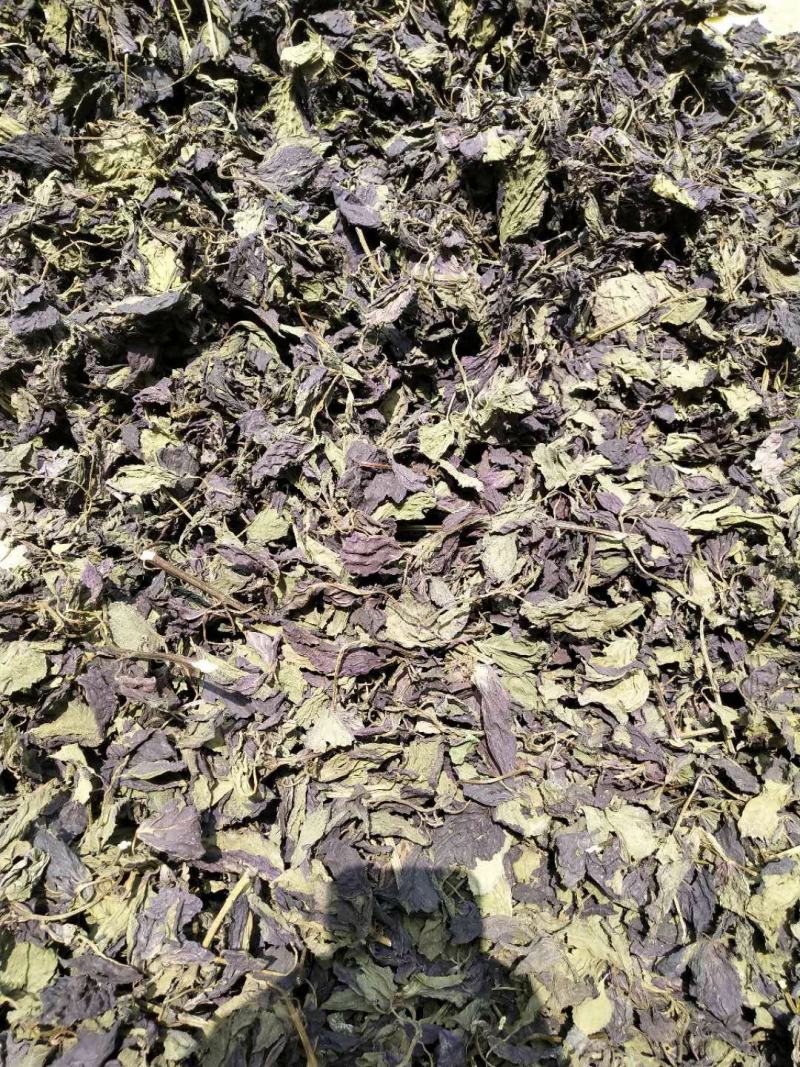紫苏叶苏叶一手货源