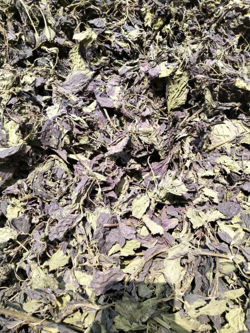 紫苏叶苏叶一手货源