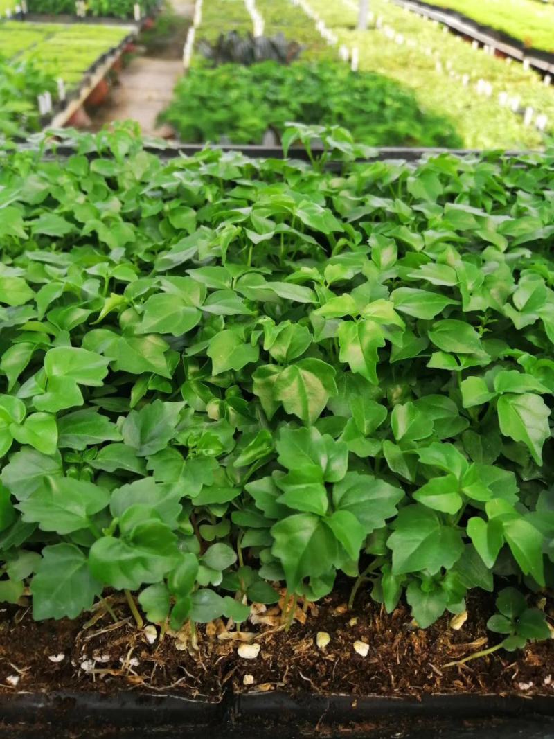 幸福树小福贵苗观叶植物庭院盆栽花卉室内小盆栽