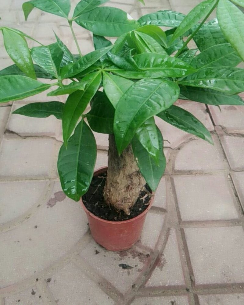 发财树
