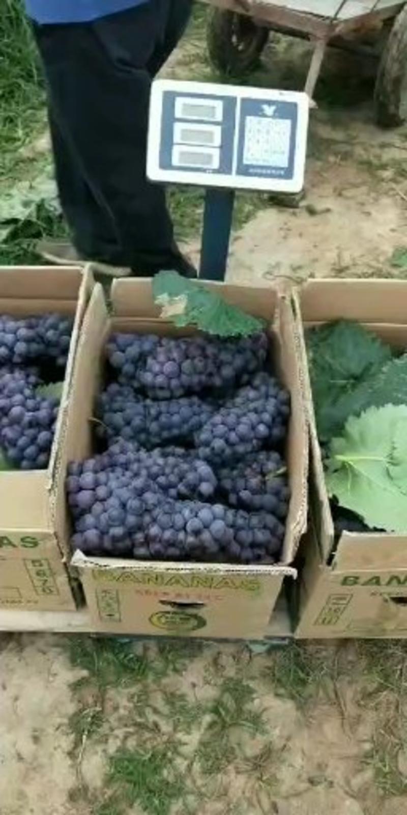 陕西西安惊亚葡萄大量成熟，欢迎前来选购