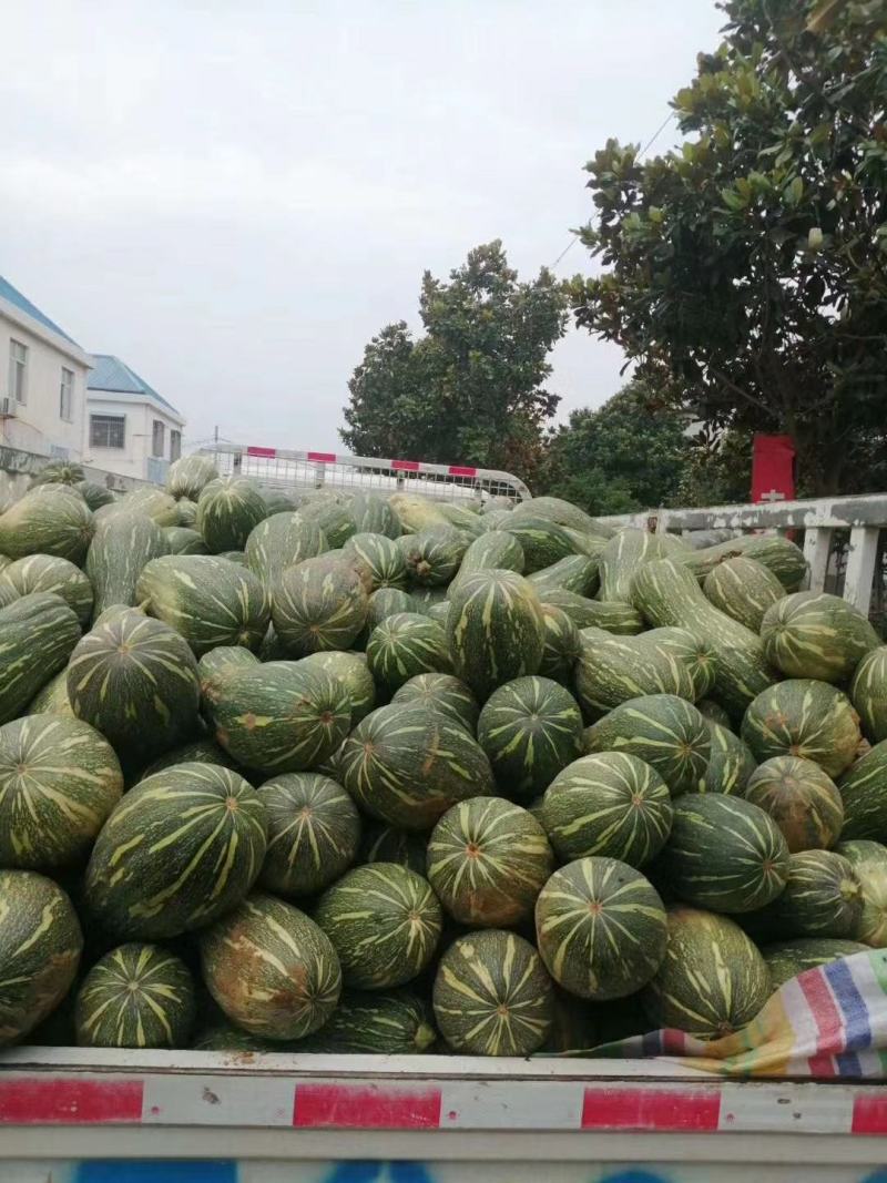 南瓜密本南瓜已上市有货有需要的老板随时联系