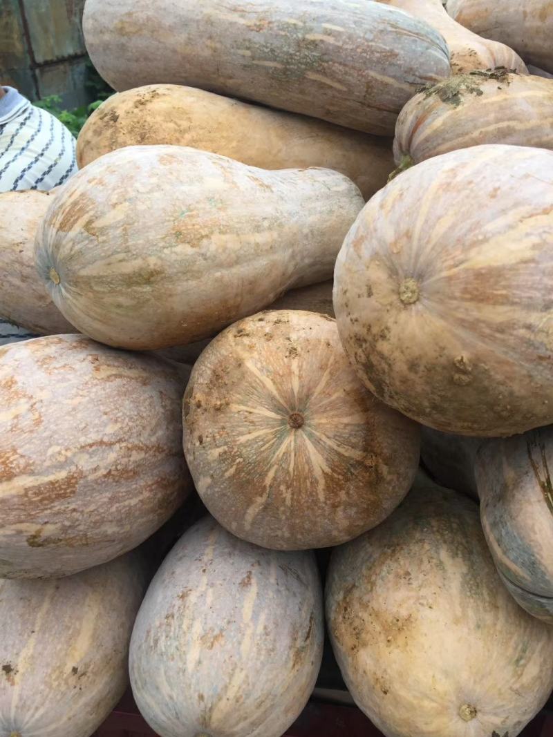 南瓜密本南瓜已上市有货有需要的老板随时联系