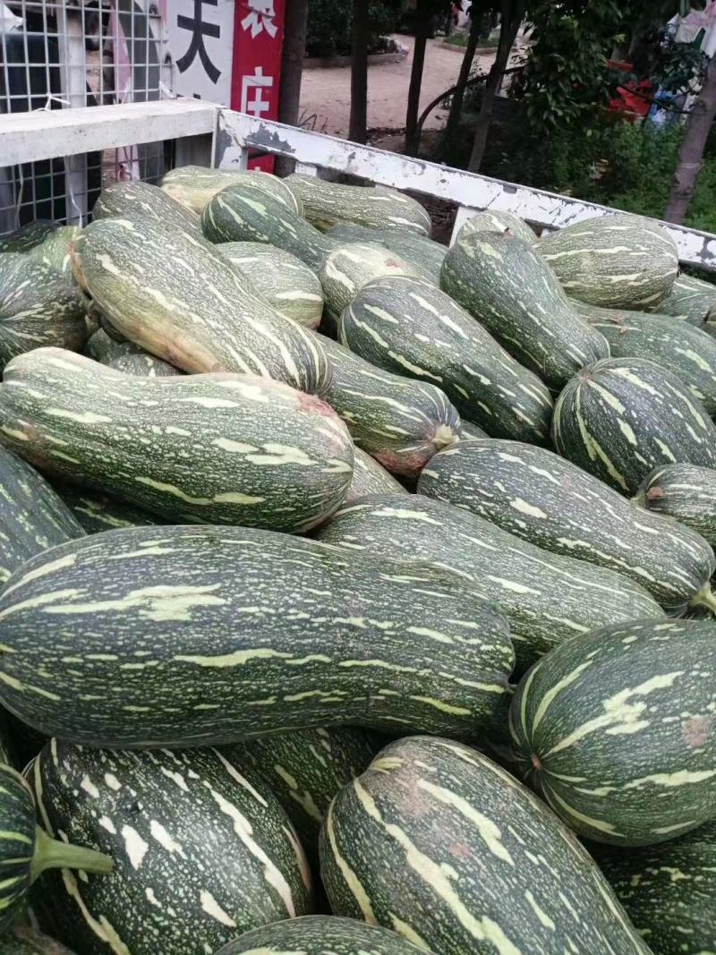 南瓜密本南瓜已上市有货有需要的老板随时联系