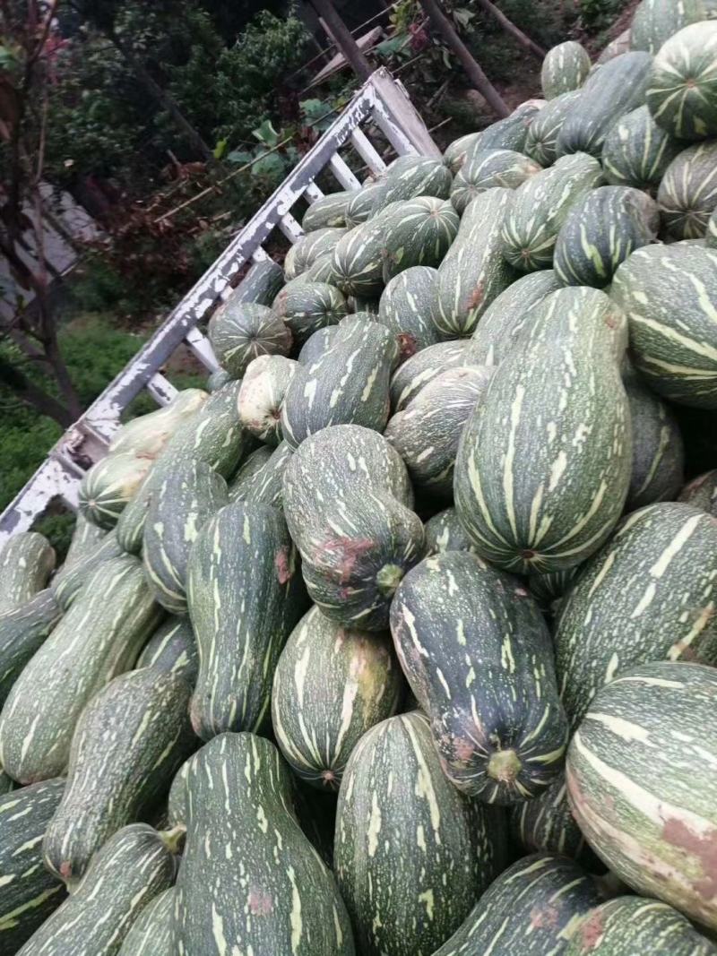 南瓜密本南瓜已上市有货有需要的老板随时联系
