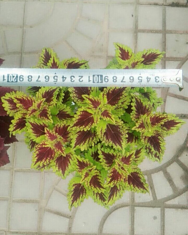 彩叶草