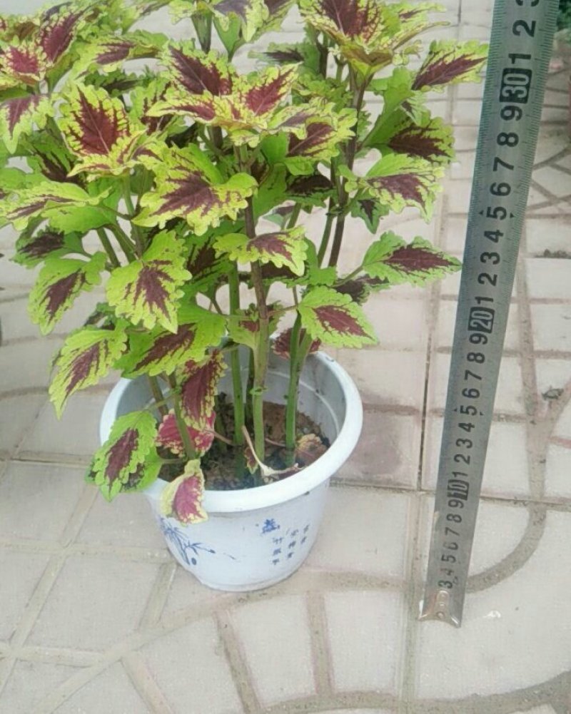 彩叶草