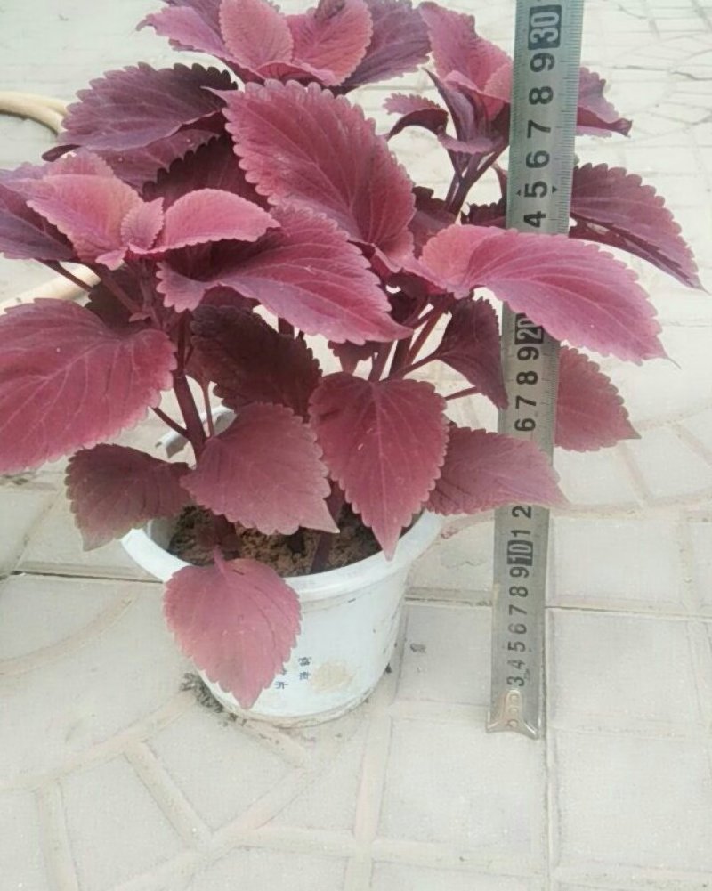 彩叶草