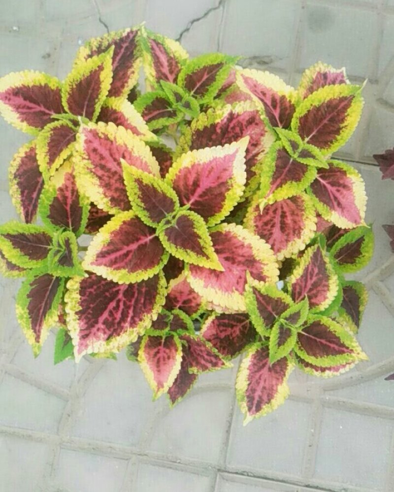彩叶草
