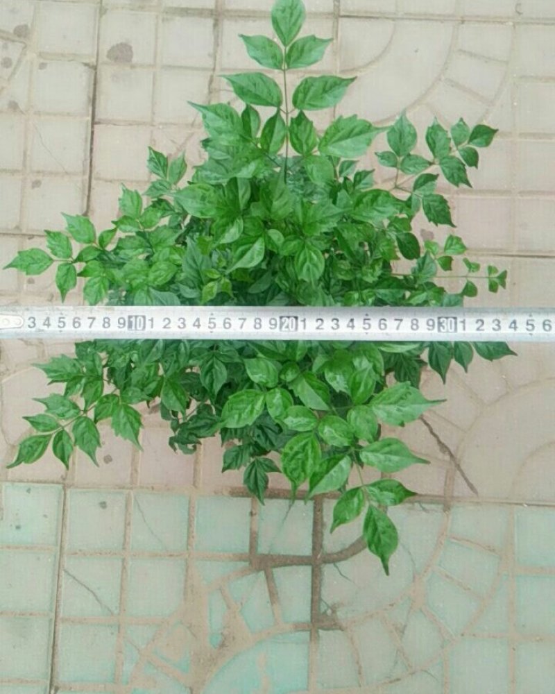 幸福树
