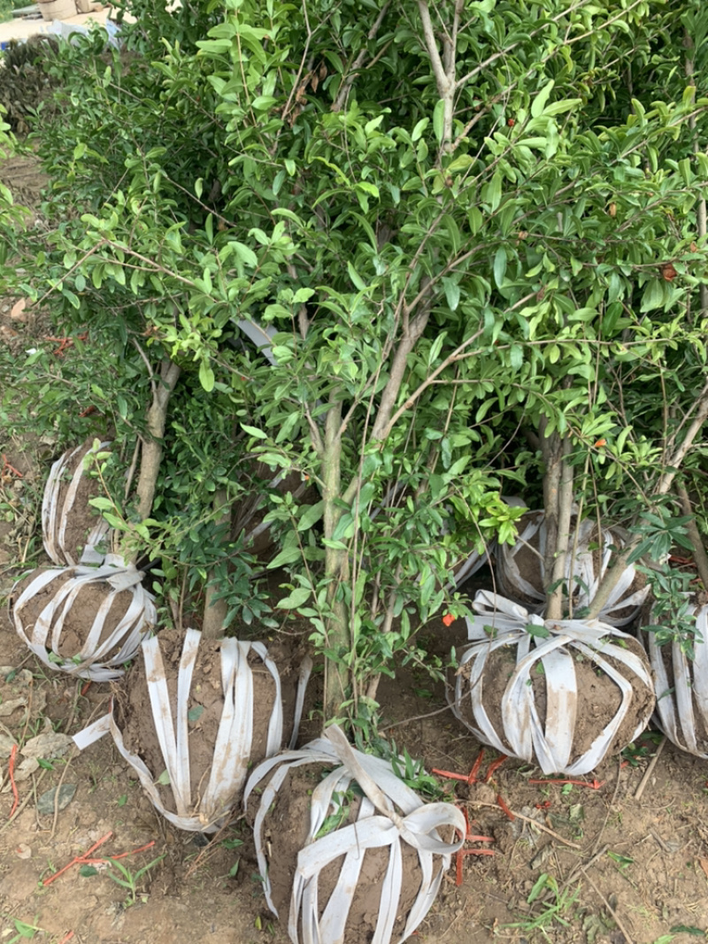 优质石榴苗，花石榴苗，江苏基地花石榴基地