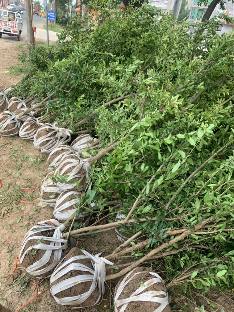 优质石榴苗，花石榴苗，江苏基地花石榴基地