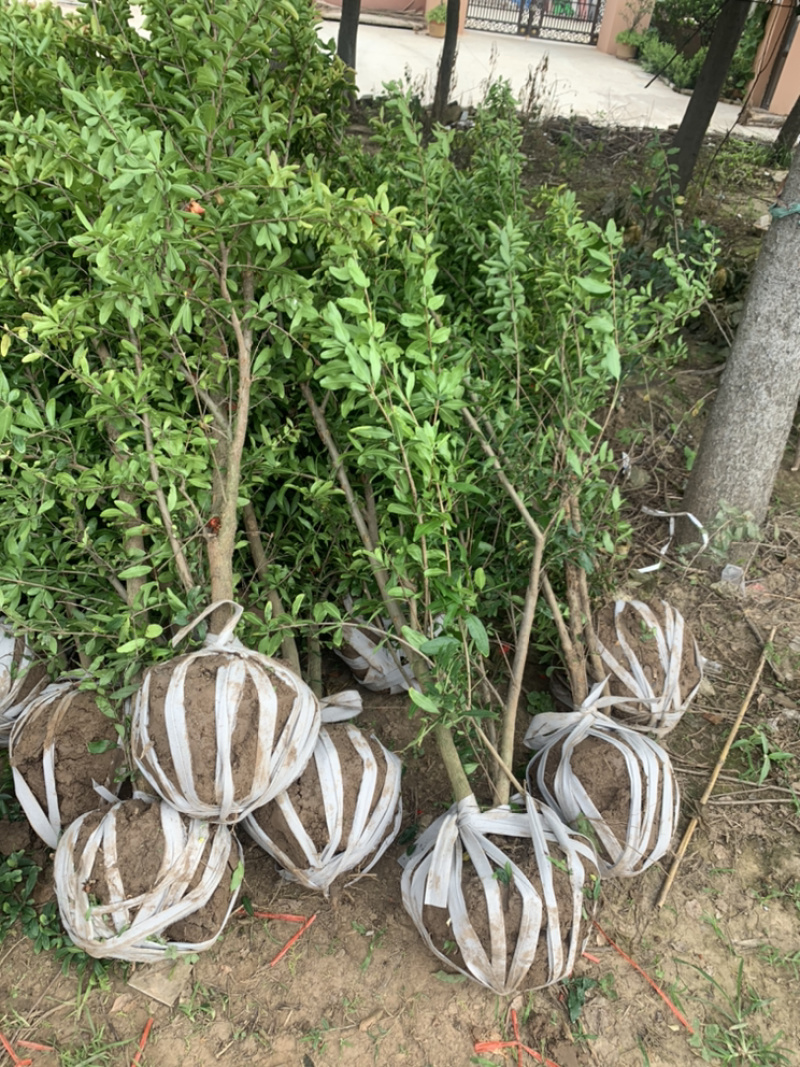 优质石榴苗，花石榴苗，江苏基地花石榴基地