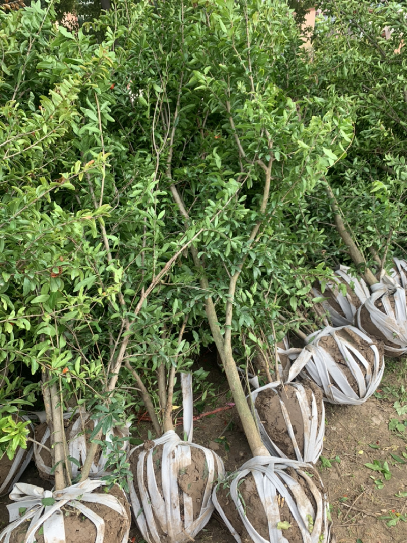 优质石榴苗，花石榴苗，江苏基地花石榴基地