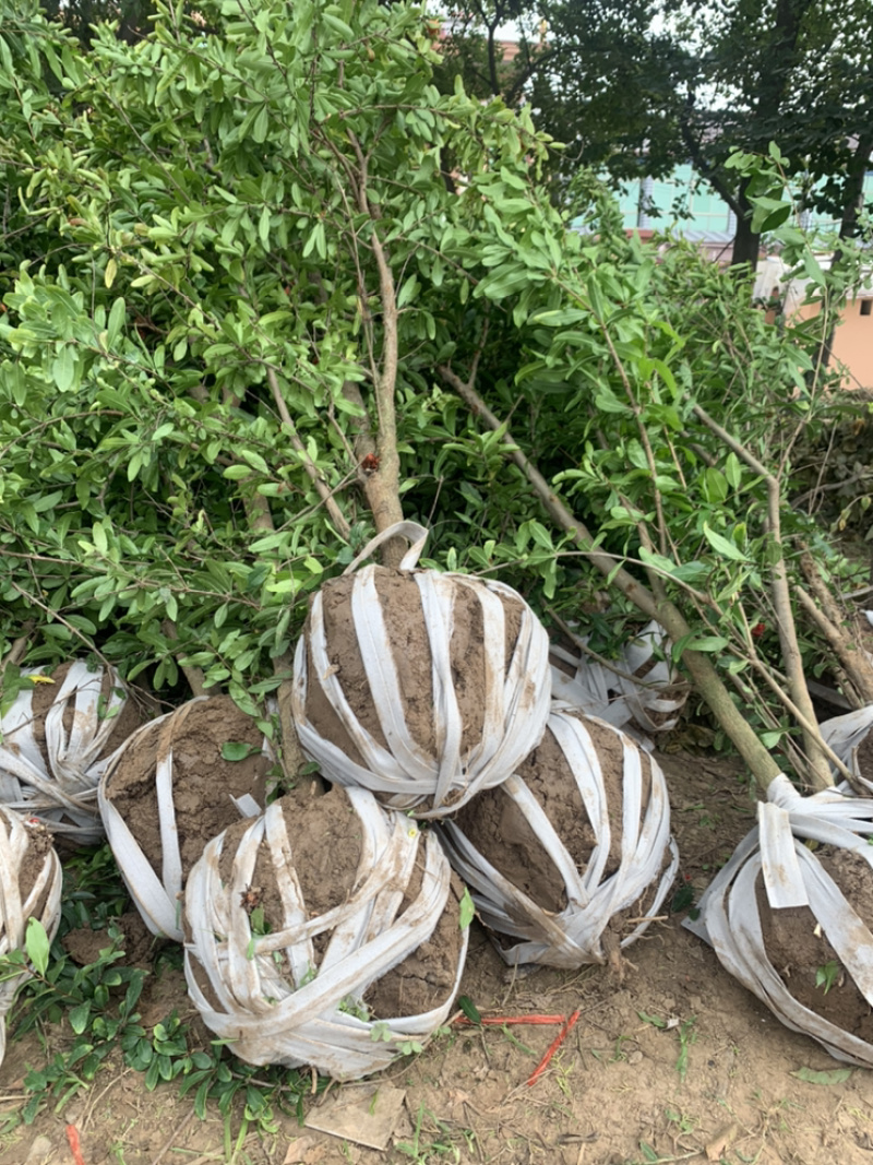 优质石榴苗，花石榴苗，江苏基地花石榴基地