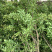 优质石榴苗，花石榴苗，江苏基地花石榴基地