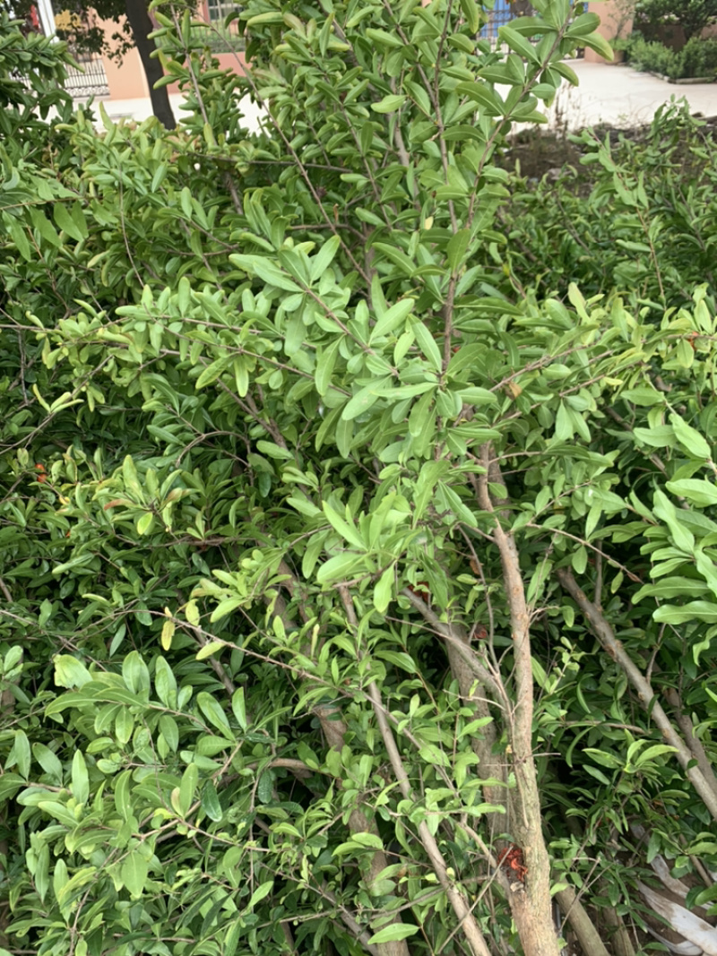 优质石榴苗，花石榴苗，江苏基地花石榴基地