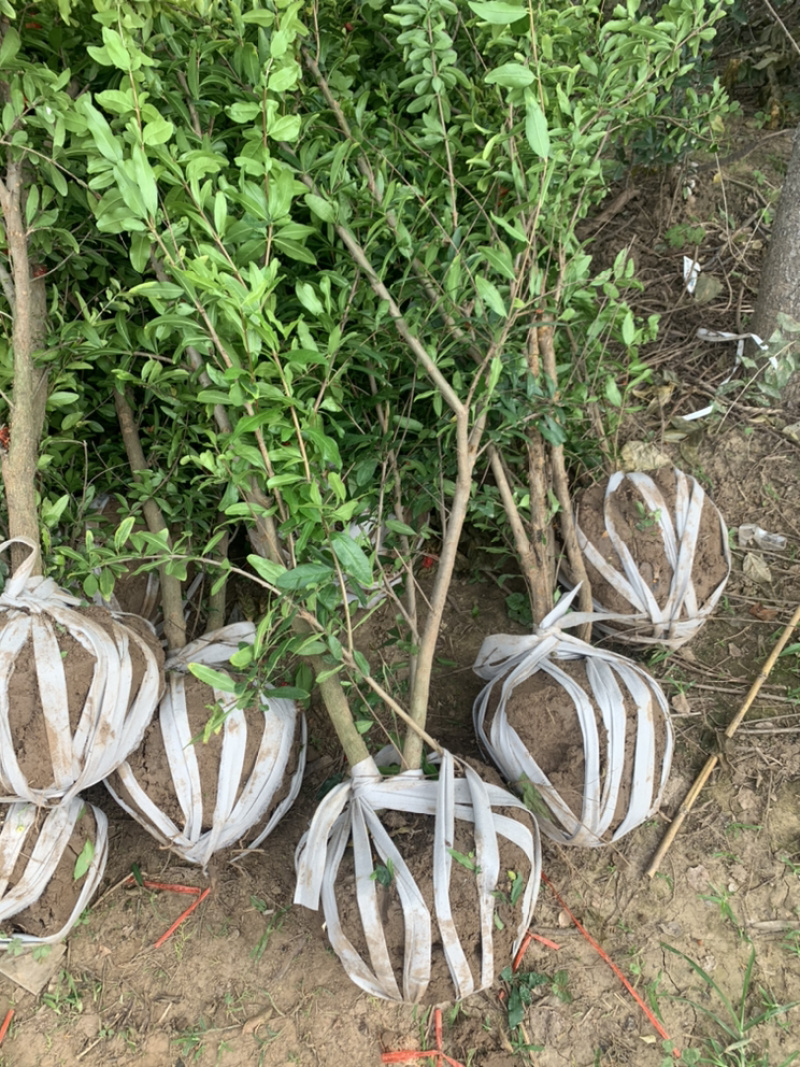 优质石榴苗，花石榴苗，江苏基地花石榴基地