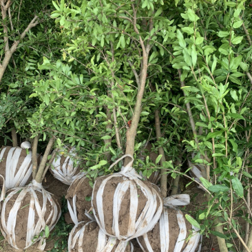 优质石榴苗，花石榴苗，江苏基地花石榴基地
