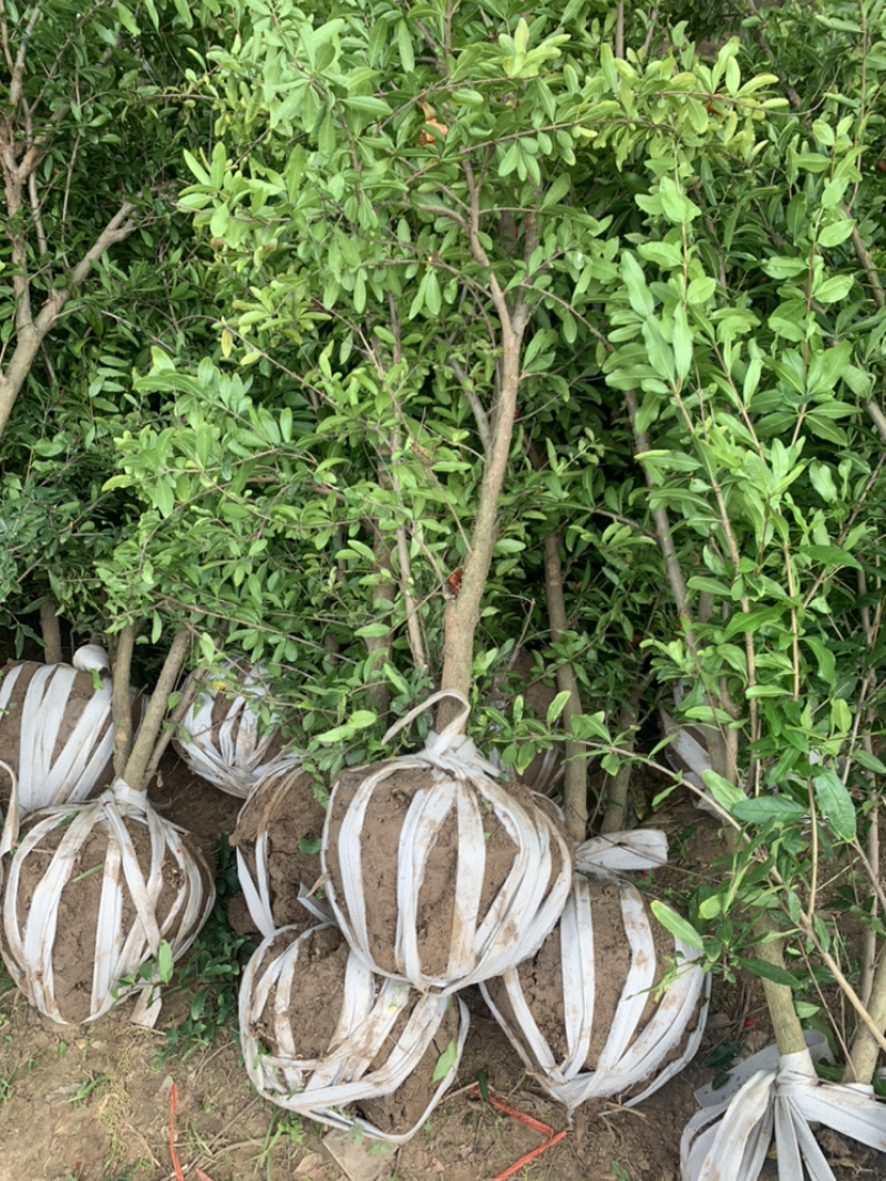 优质石榴苗，花石榴苗，江苏基地花石榴基地