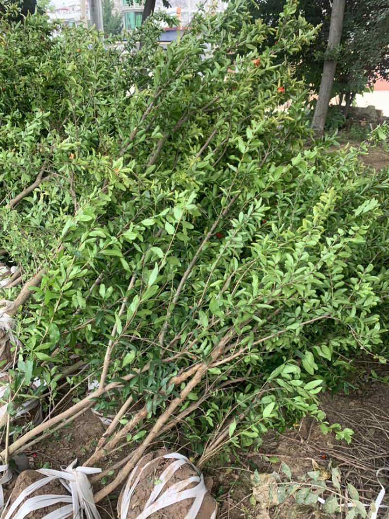 优质石榴苗，花石榴苗，江苏基地花石榴基地
