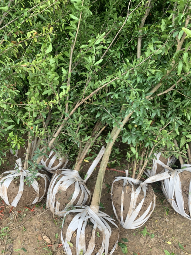 优质石榴苗，花石榴苗，江苏基地花石榴基地