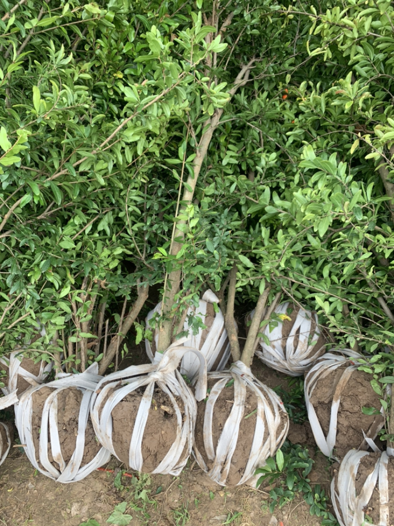优质石榴苗，花石榴苗，江苏基地花石榴基地