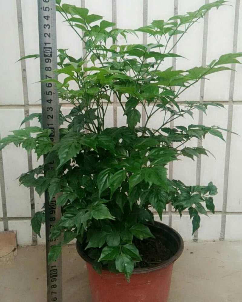 幸福树