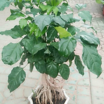 提根幸福树