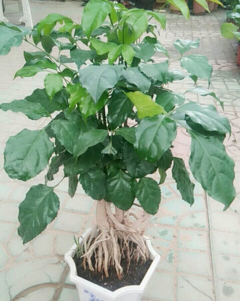 提根幸福树