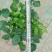提根幸福树
