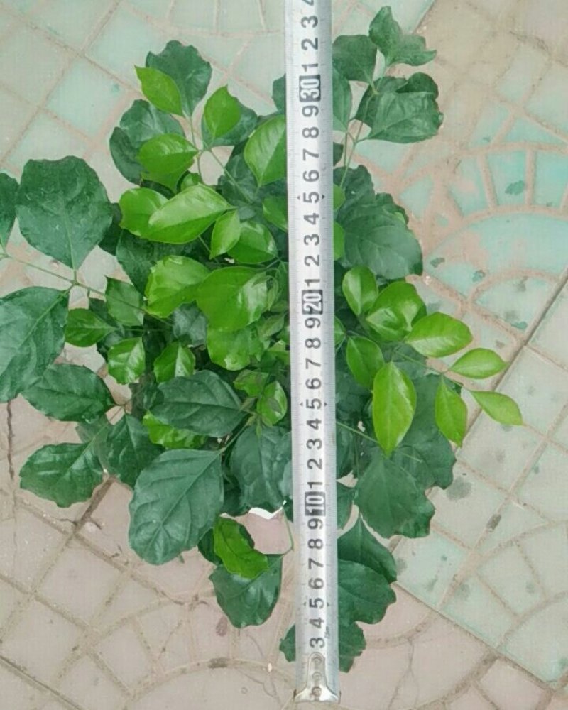 提根幸福树