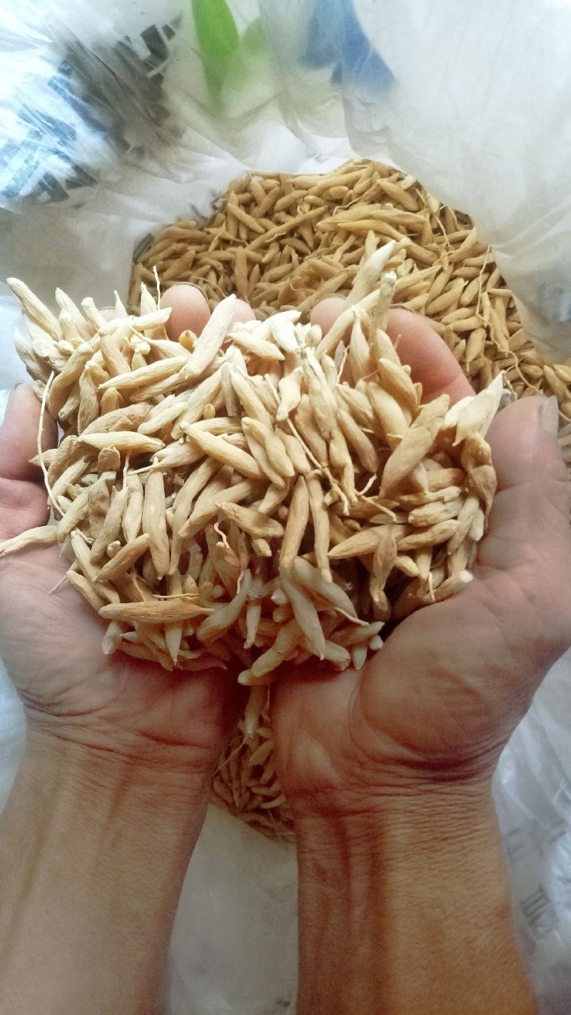 2021年3月新货麦冬自然晒货质量好色泽亮颗粒饱满