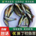 丁桂鱼丁桂鱼苗优质丁桂鱼苗批发